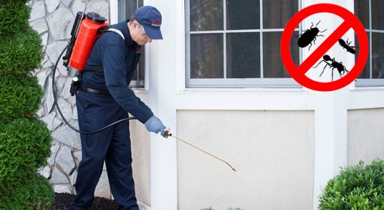 Maçka Fare İlaçlama böcek ilaçlama ve haşere kontrolü — ilaclama-tr.com